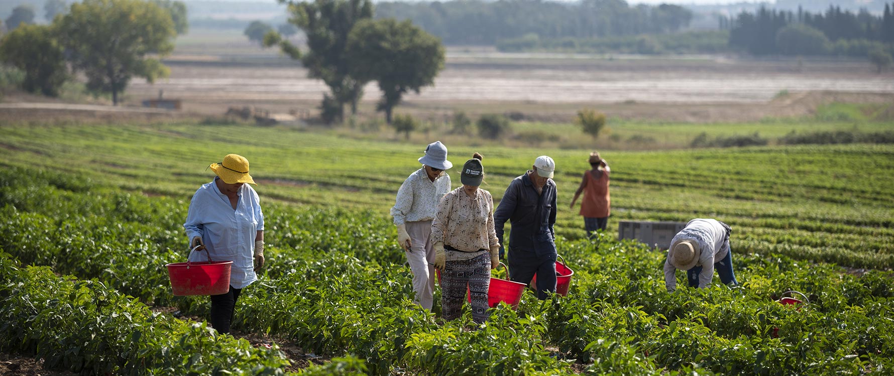 agricoltori biologici laselva