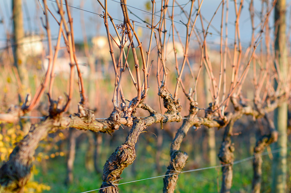 Vigna